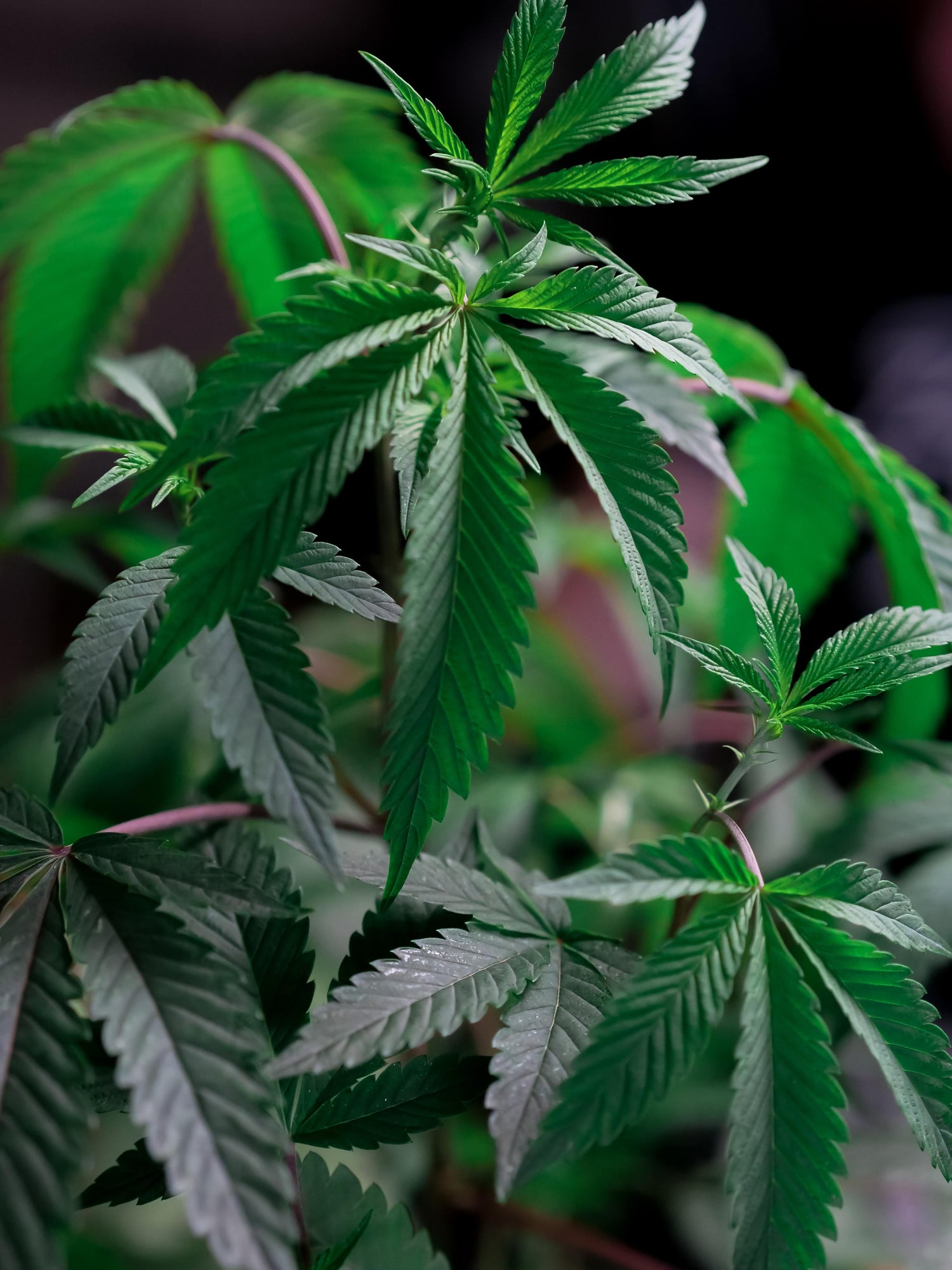 A close-up of a cannabis plant's leaves