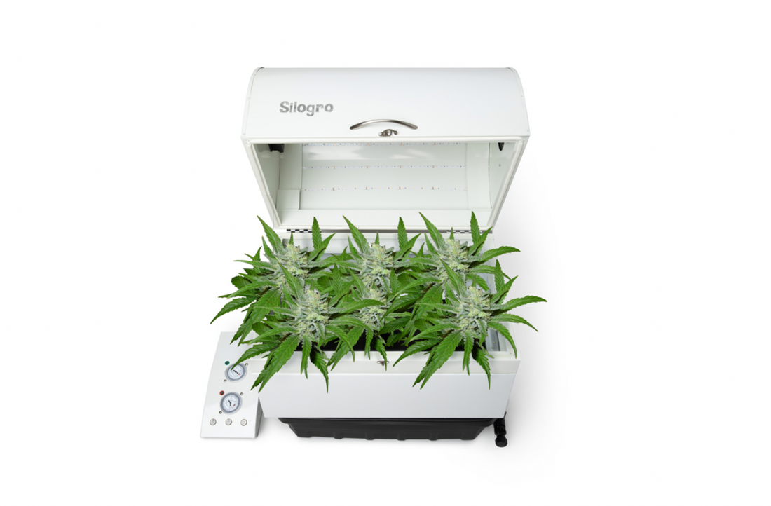 Why Should I Grow My Own Cannabis With the Silogro Grow Box?
